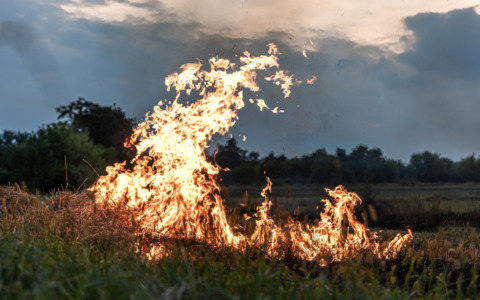 Fiamme nella boscaglia, pompieri al lavoro