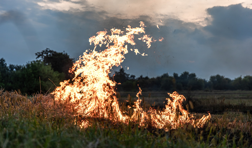 Fiamme nella boscaglia, pompieri al lavoro